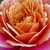 Giallo-rosa  - Rose Grandiflora - Floribunda - Distant Drums